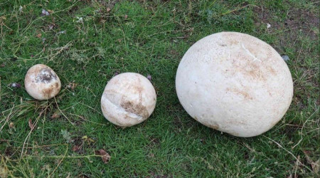 9 kiloluk mantar grenleri artt