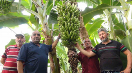 Afrika scaklarnda 60 derecede muz hasad yapld