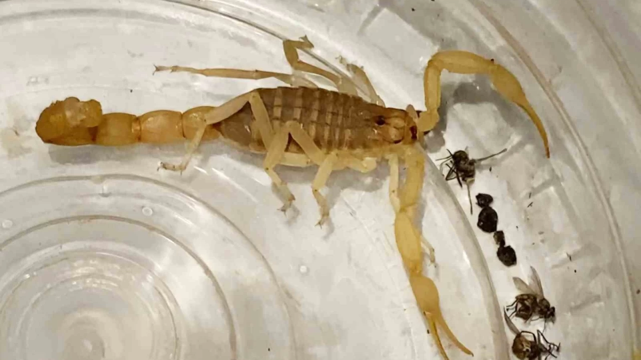 Aksaray'da zehrinin litresi 10 milyon dolar olan akrep satışına suçüstü