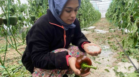 Aksu'da 95 dekar sera alanı zarar gördü