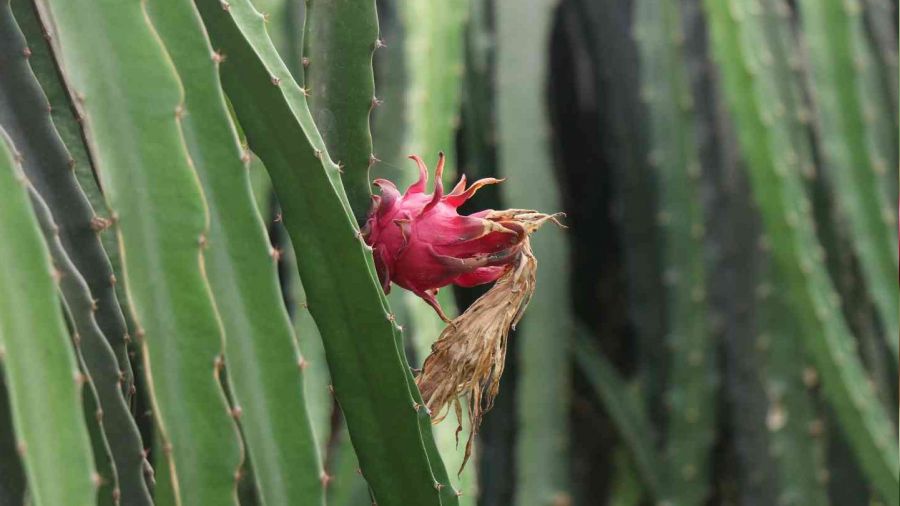 Alanya'da ejder meyvesi �retimi y�ldan y�la art�yor