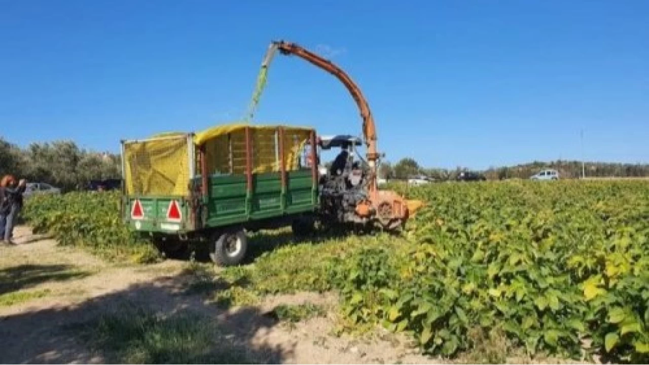 Aliağa'da tarım: Sanayi devi gölgesinde bir mücadele