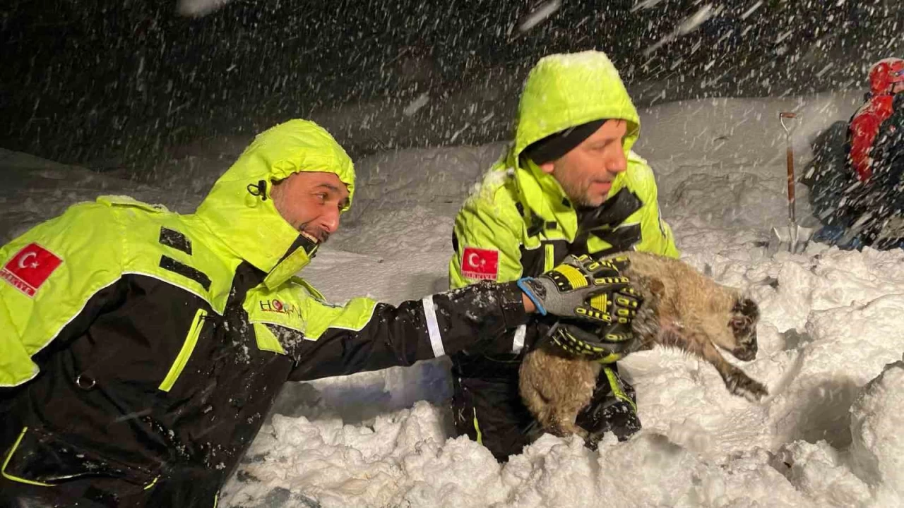 Artvin'de ah�r ��kt�, 50 k���kba� hayvan telef oldu