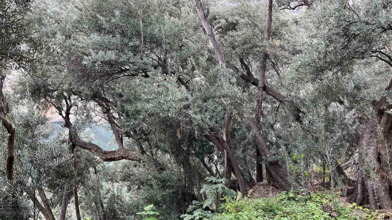 Artvin'de Butko Zeytininin hasadı devam ediyor