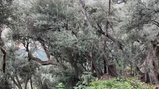 Artvin'de Butko Zeytininin hasadı devam ediyor