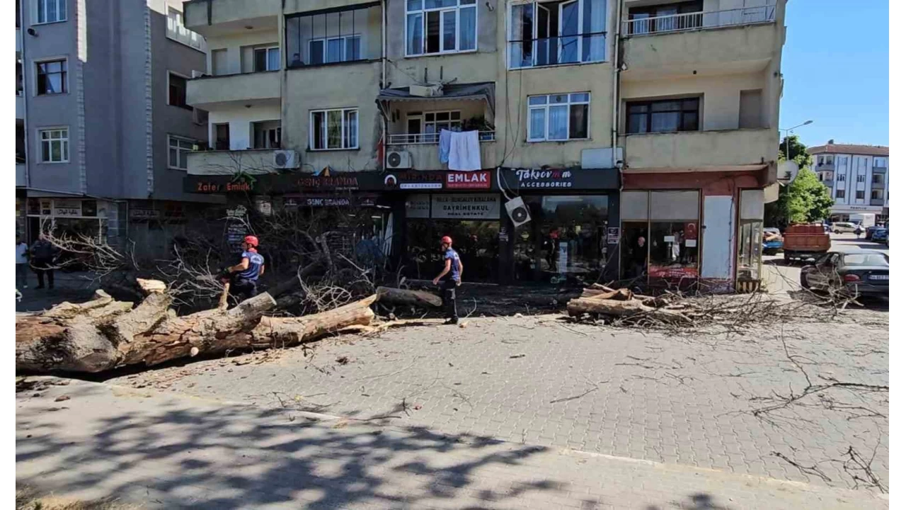 Asırlık çınar ağacı 4 katlı binanın üzerine devrildi