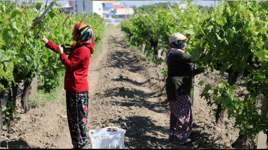 Asma yapra�� �z�mden �ok kazand�r�yor!