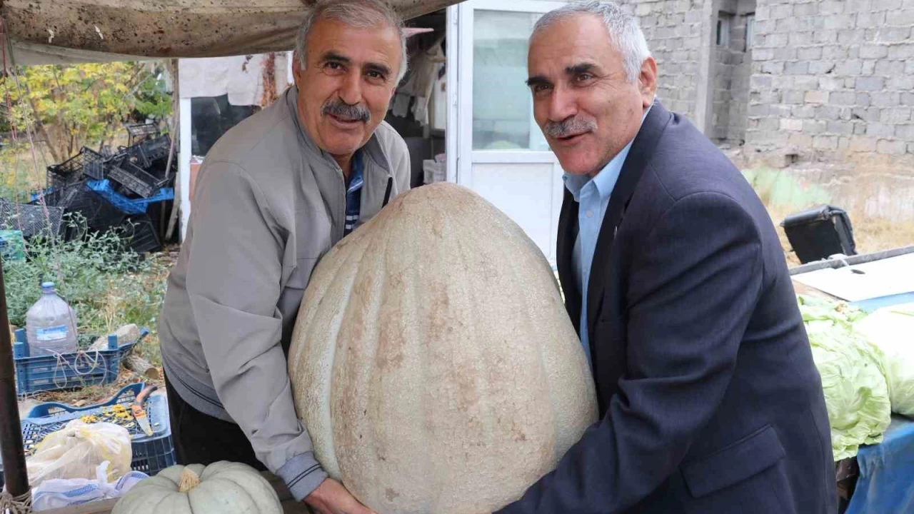 Ata tohumu 51 kiloluk dev kabak ilgi odağı oldu
