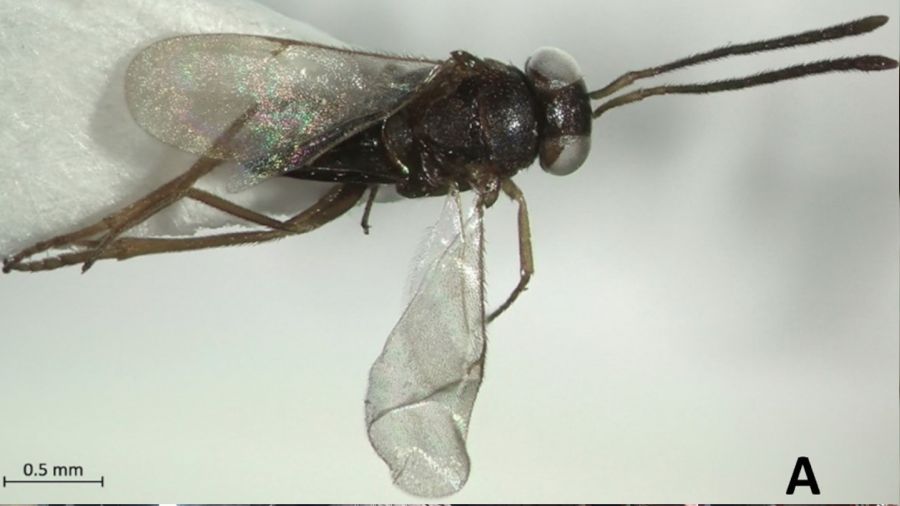 Ayd�n'da yeni bir b�cek t�r� bulundu