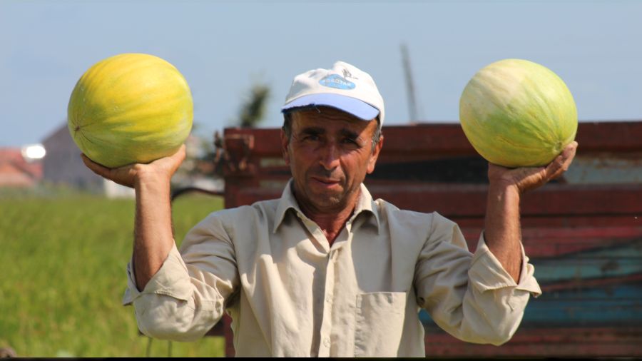 Bafra Ovas�'nda kavun hasad�nda sona do�ru