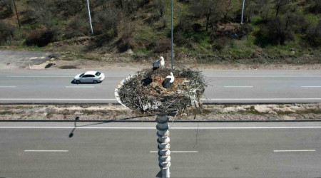 Baharın habercisi leylekler, Leylek Oteli'ne ulaştı
