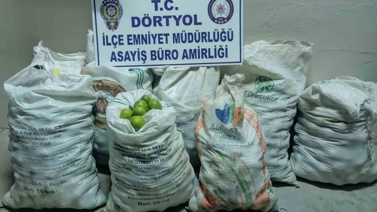 Baheden 350 kilo mandalina alan 2 ahs tutukland