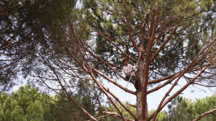 Bergama'da çam fıstığı hasat sezonu başladı