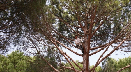 Bergama'da çam fıstığı hasat sezonu başladı