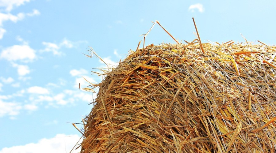 Besicilerin 5 ayl�k k�� haz�rl���