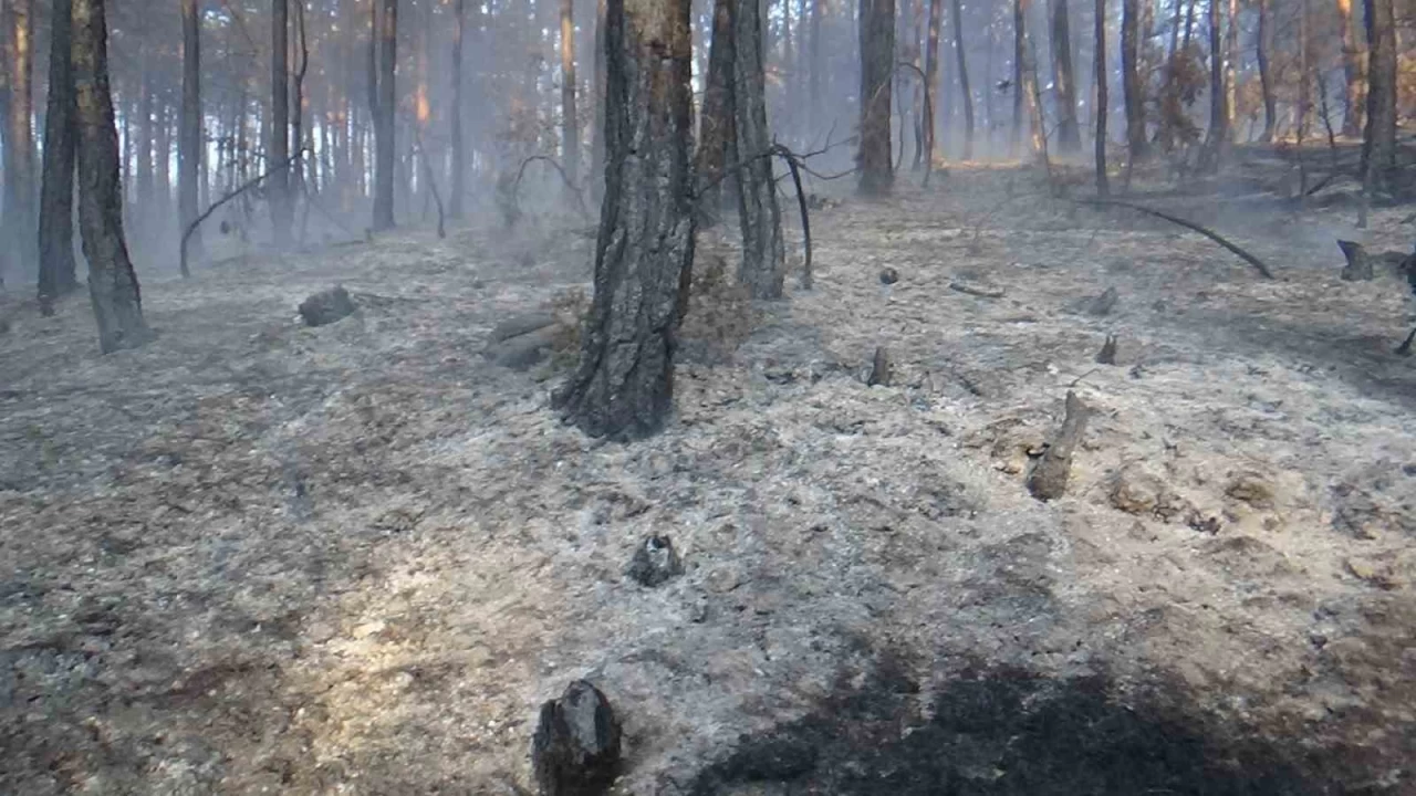 Bolu'daki orman yangını kısmen kontrol altında: 2 gözaltı