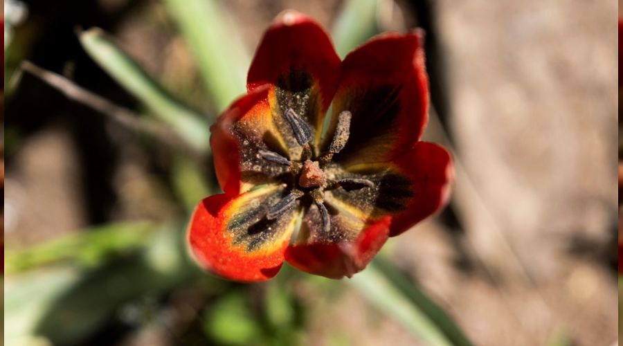 Bu �i�e�i koparan yand�, cezas� 80 bin 460 TL