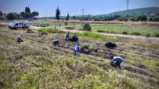 Buldan'n tarmsal potansiyeli: rnler ve sorunlar