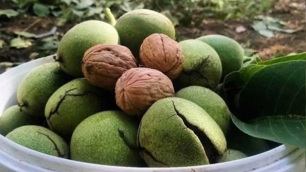 Ceviz zamanı geldi