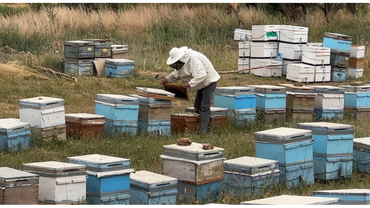 Cilo Da�� eteklerinde bal �retimi