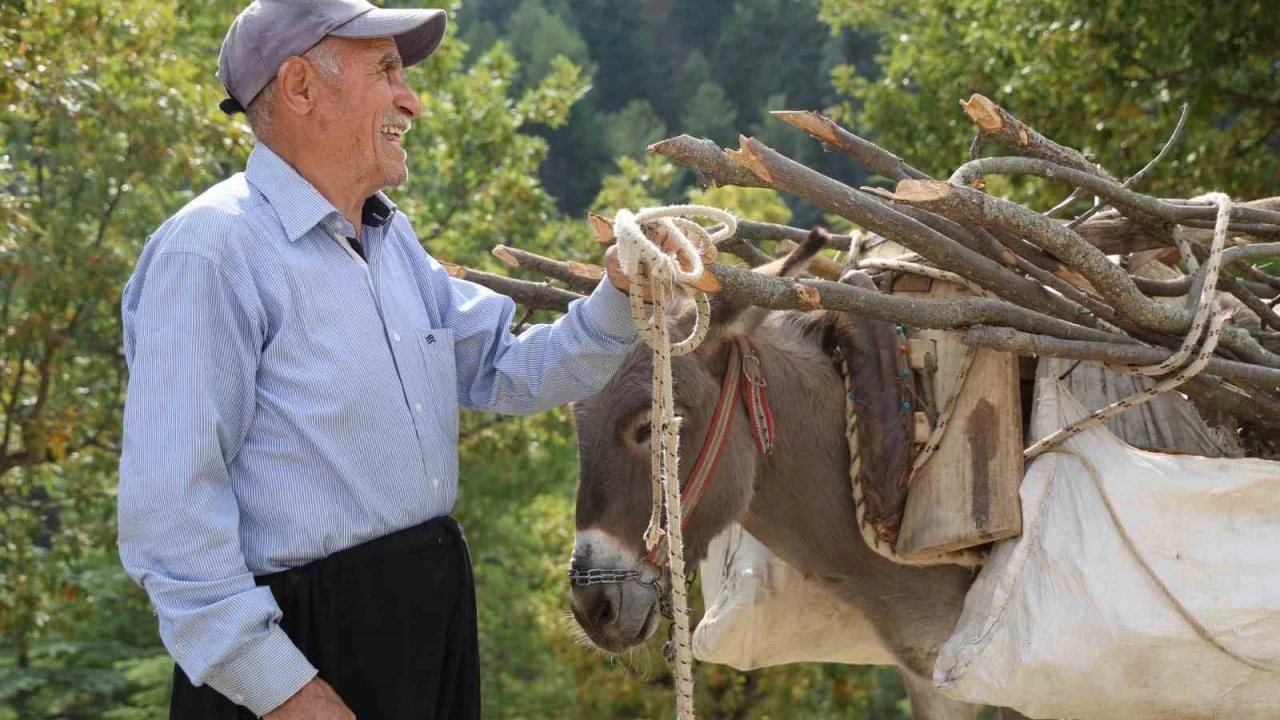 Dağ köylerinde eşekle odun çekme nostalji yaşattı