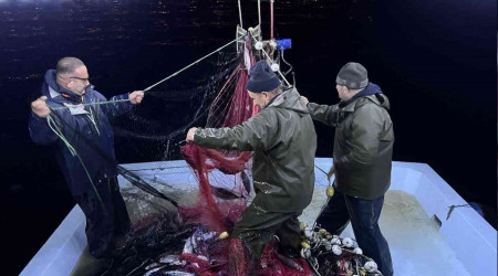 Denizanaları Karadenizli balıkçıları canından bezdirdi