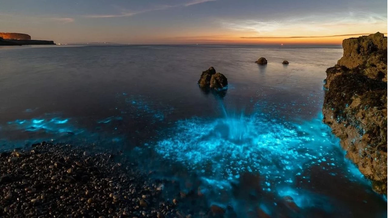 Denizlerde Fitoplankton Alarmı