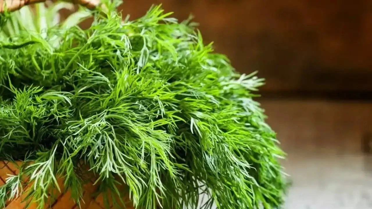 Dereotu deyip ge�meyin