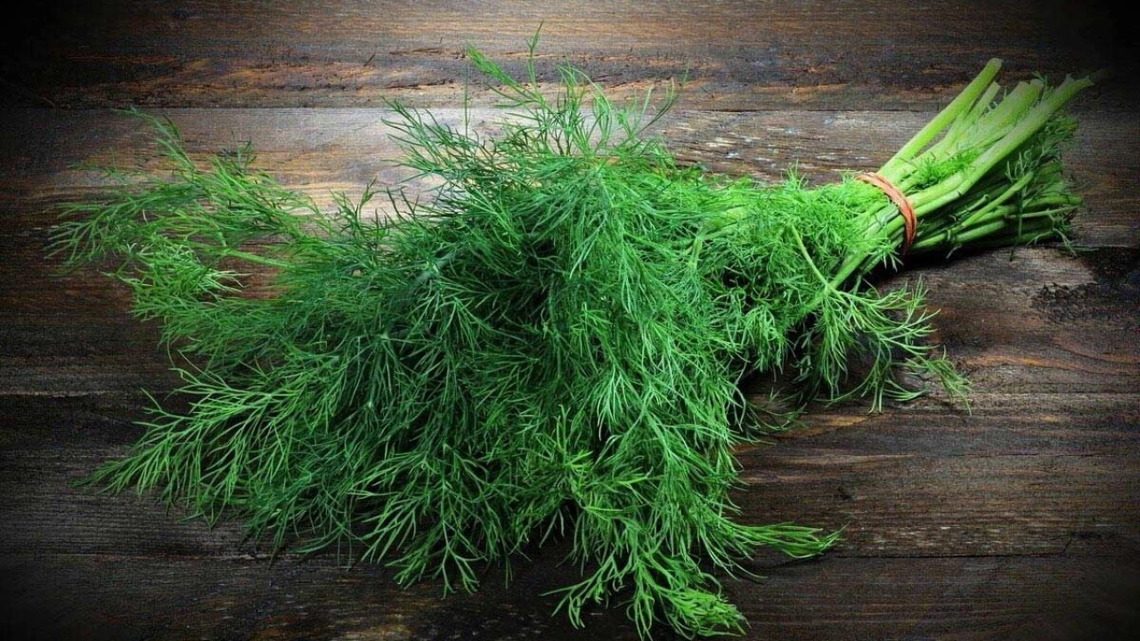 Dereotunun bu faydalarn biliyor muydunuz?