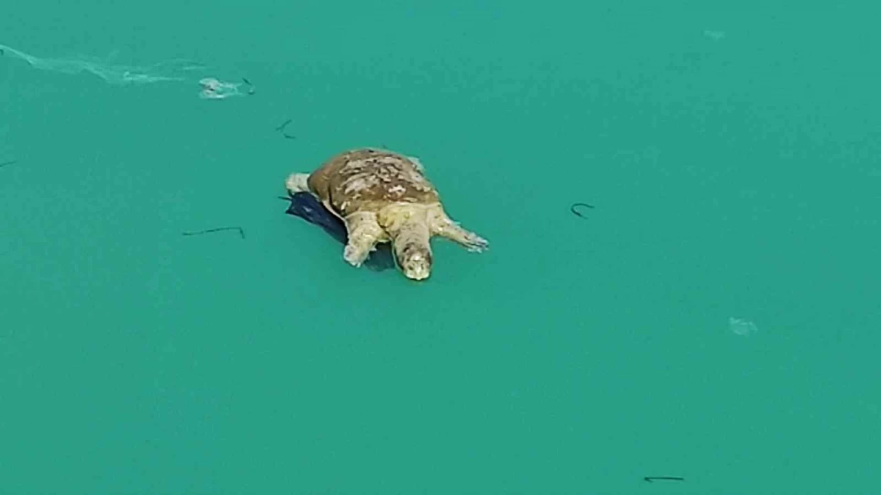Dev kaplumba�a ekipleri harekete ge�irdi