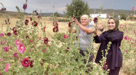 'Deve gülü' ekmek kapısı oldu