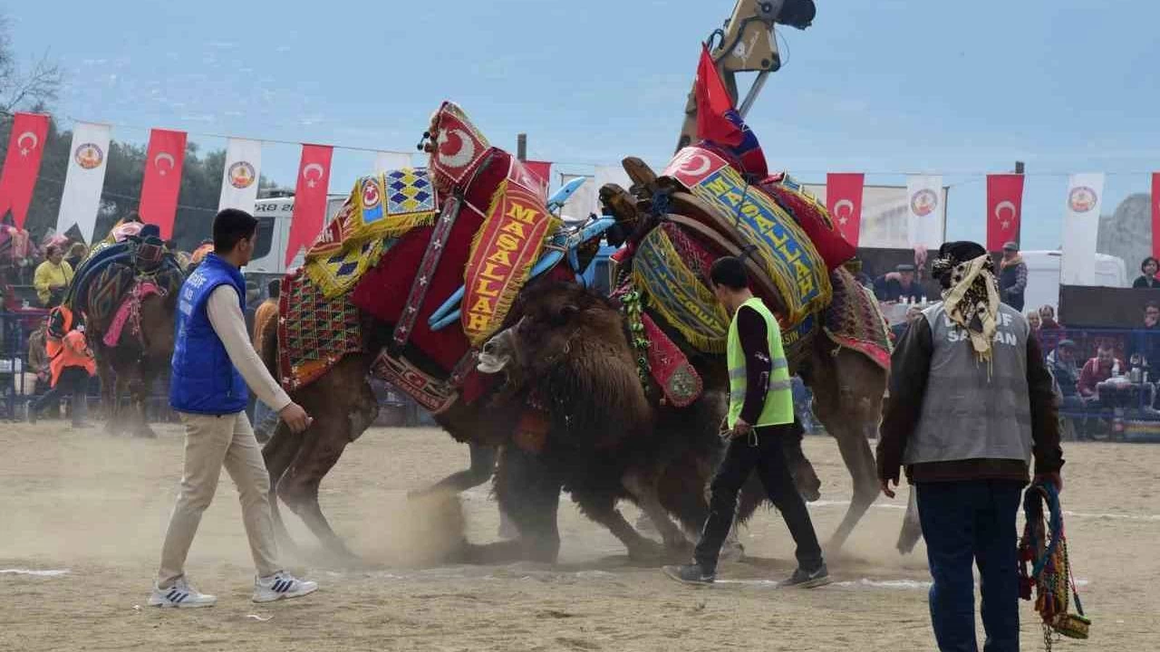 Develer güreşti, izleyenler kavga etti