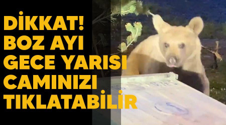 Dikkat! Boz ayı gece yarısı camınızı tıklatabilir
