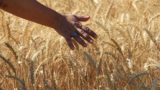 D�nya tah�l �retiminde rekor art�� bekleniyor