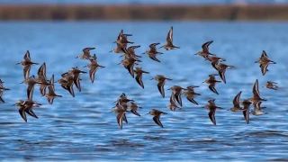 Dünyada nesli tehlike altında olan kuş türlerinden 27'si Kızılırmak Deltası'nda bulunuyor