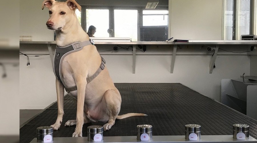 Eğitimli köpekler ter kokusundan Kovid-19'u tespit etti
