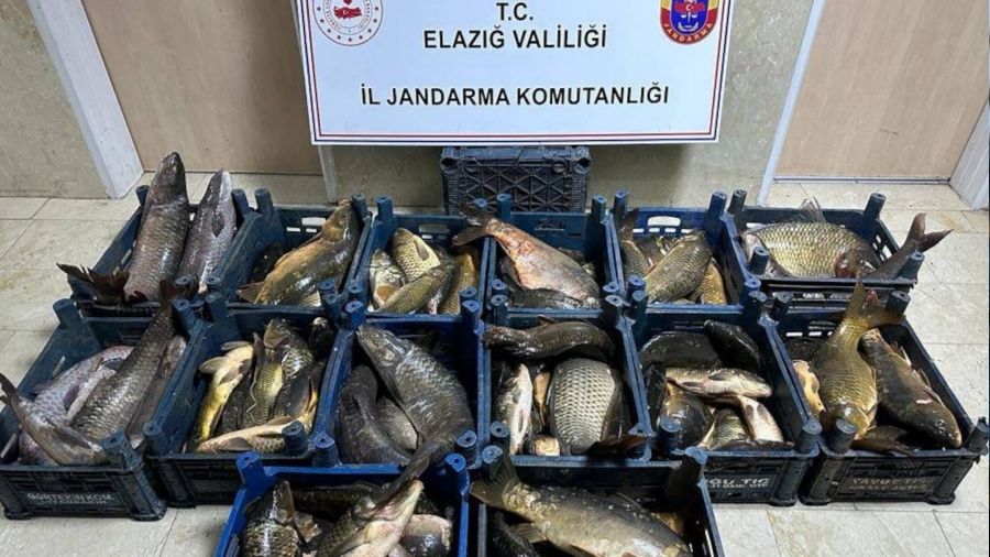 Elaz��'da 1 ton ka�ak bal�k ele ge�irildi