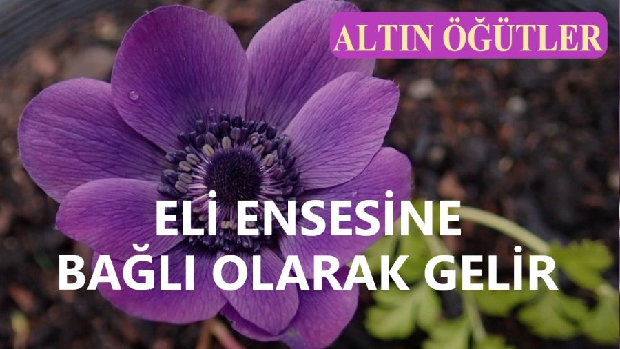 �Eli ensesine ba�l� olarak gelir�