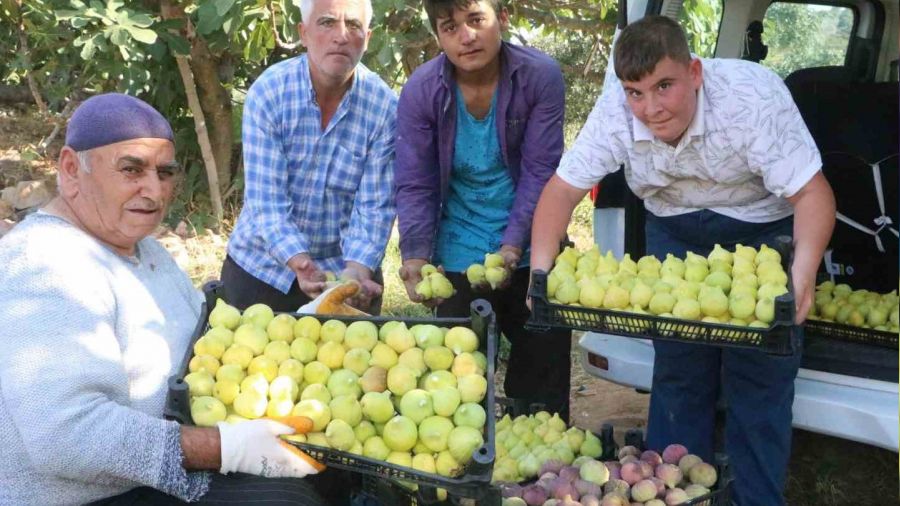 Enkaz kentte ağızları tatlandıran hasat yüz güldürdü