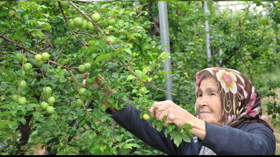  Eri�in fiyat� epey d��t�