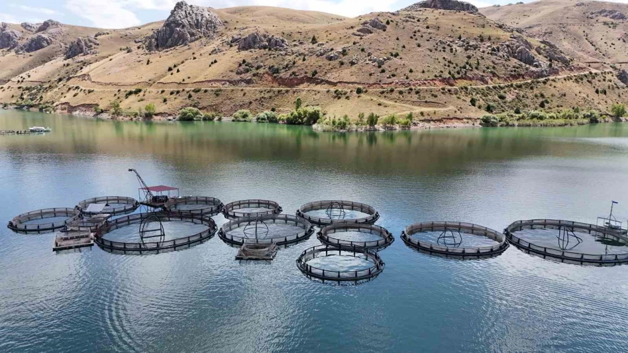 Erzincan'da üretilen balıklar diğer şehirlere sevk ediliyor