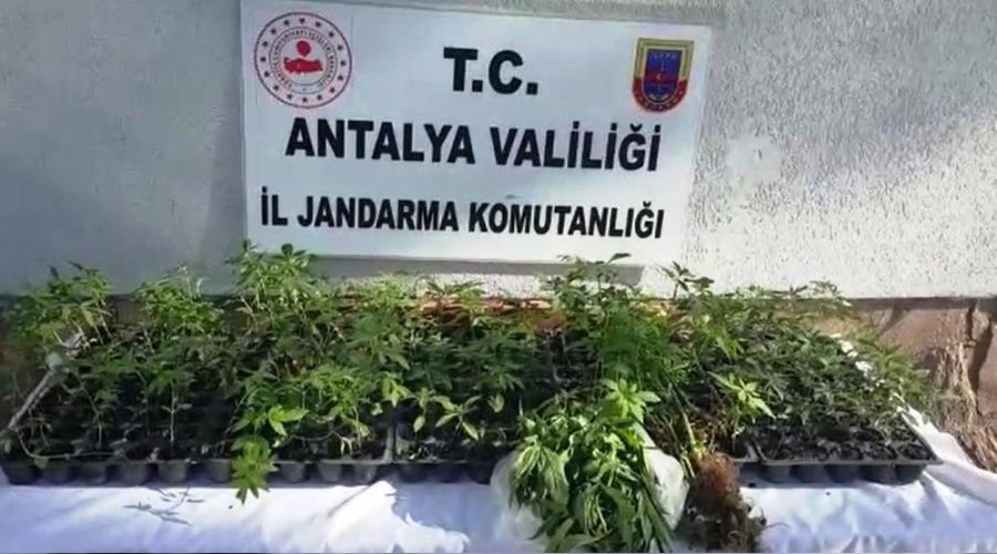 Fasulye serasına uyuşturucu baskını