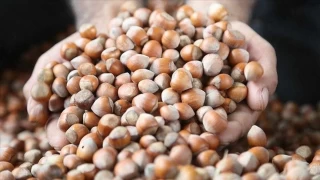 Fındık üretiminin yüzde 70’ni yapan Karadenizli pazardan hakkını alamıyor