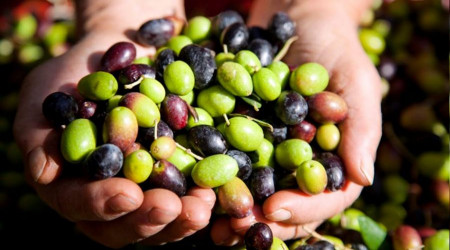 Gemlik zeytinine AB'den coğrafi işaret tescili