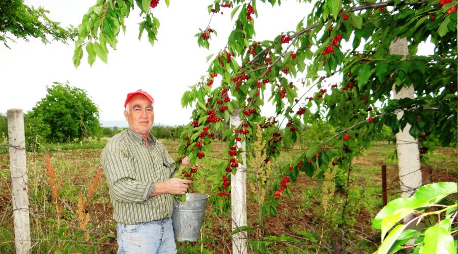 Gölpazarı kirazı üreticinin yüzünü güldürdü