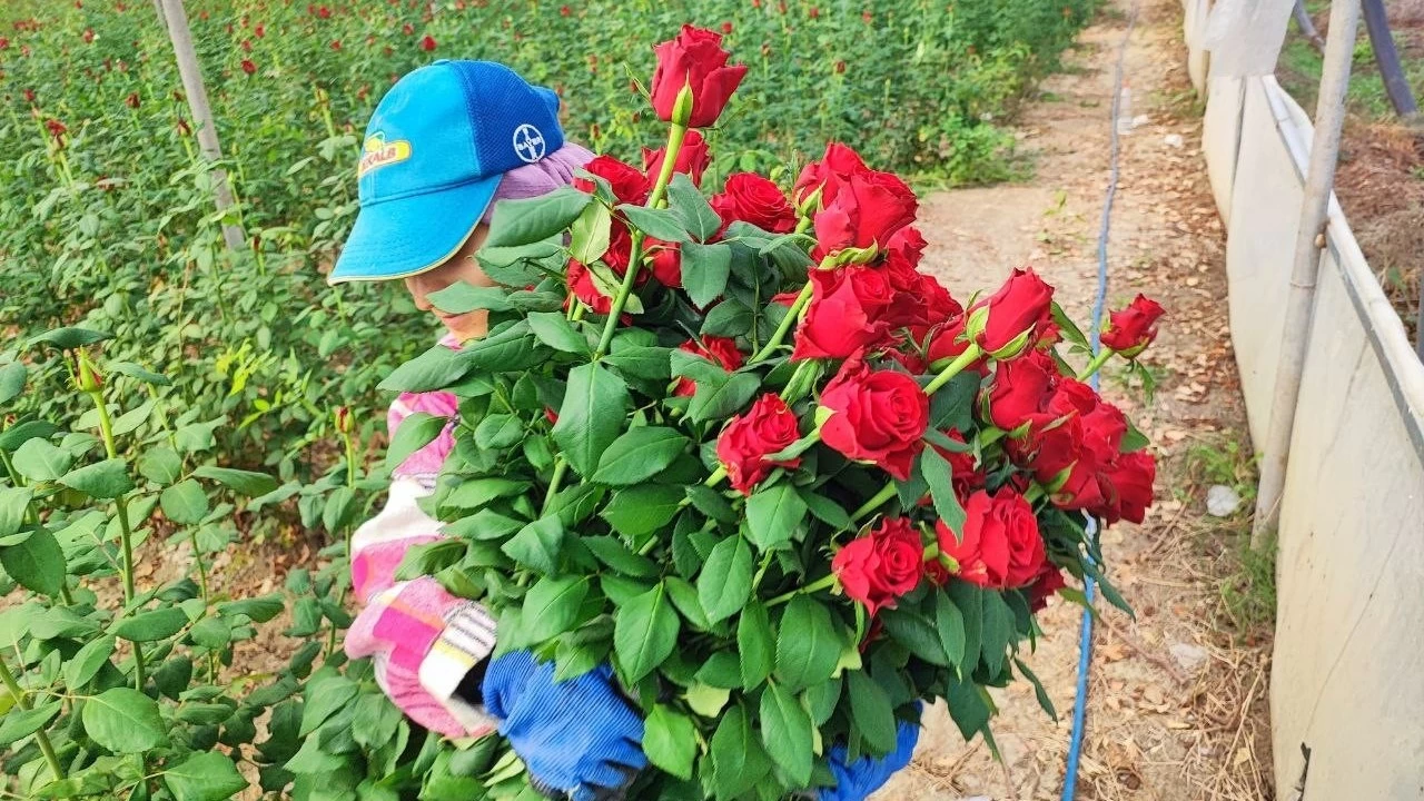 Gül üreticisi şikayetçi: Dalında 10 TL, çiçekçide 100 TL