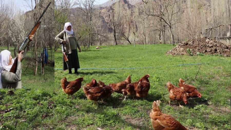 Gülistan teyze, omuzunda tüfekle çakallara karşı nöbette