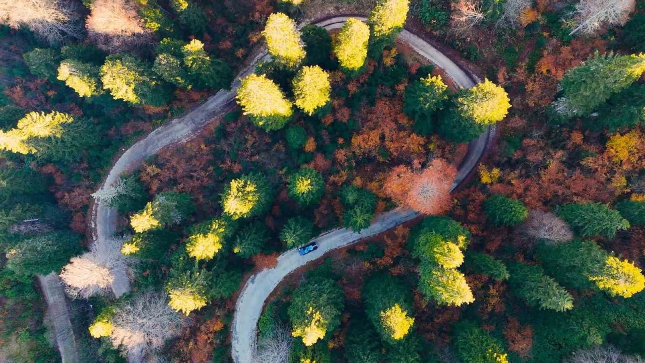Gümüşhane'nin "Doğal Ağaç Müzesi" ziyaretçi akınına uğruyor