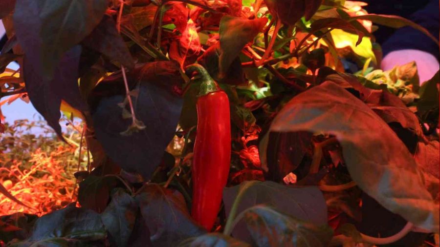 Güneş ve toprak olmadan 105 türde bitki yetiştirildi