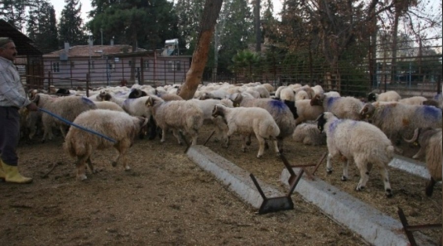 Hakkari'de hayvan ka�ak��l���: 87 g�zalt�